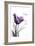 Purple Tulip, Dream-Albert Koetsier-Framed Art Print