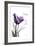 Purple Tulip, Dream-Albert Koetsier-Framed Art Print