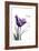 Purple Tulip, Dream-Albert Koetsier-Framed Art Print