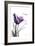 Purple Tulip, Dream-Albert Koetsier-Framed Art Print