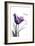 Purple Tulip, Dream-Albert Koetsier-Framed Art Print