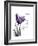 Purple Tulip Dream-Albert Koetsier-Framed Premium Giclee Print