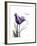 Purple Tulip Dream-Albert Koetsier-Framed Premium Giclee Print