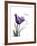 Purple Tulip Dream-Albert Koetsier-Framed Premium Giclee Print