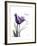 Purple Tulip Dream-Albert Koetsier-Framed Premium Giclee Print