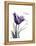 Purple Tulip Dream-Albert Koetsier-Framed Stretched Canvas