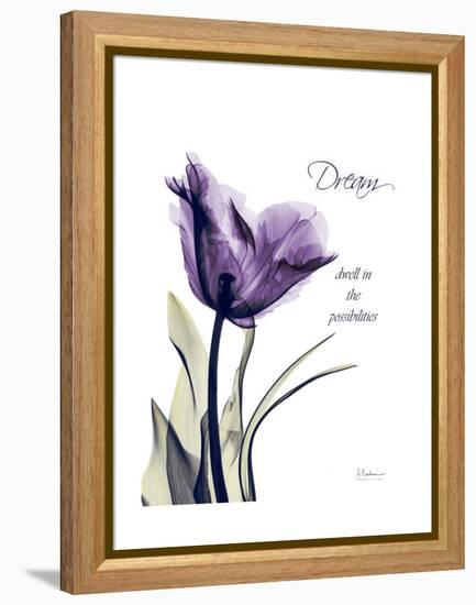 Purple Tulip Dream-Albert Koetsier-Framed Stretched Canvas