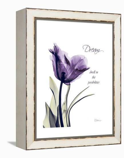 Purple Tulip Dream-Albert Koetsier-Framed Stretched Canvas