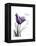 Purple Tulip Dream-Albert Koetsier-Framed Stretched Canvas