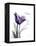 Purple Tulip Dream-Albert Koetsier-Framed Stretched Canvas