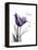 Purple Tulip Dream-Albert Koetsier-Framed Stretched Canvas