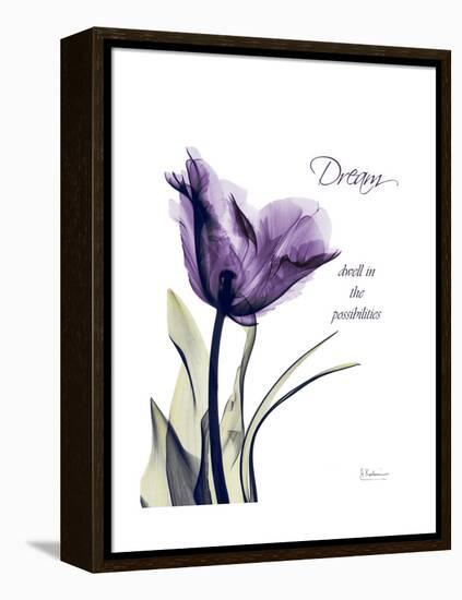 Purple Tulip Dream-Albert Koetsier-Framed Stretched Canvas