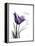 Purple Tulip Dream-Albert Koetsier-Framed Stretched Canvas