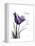 Purple Tulip Dream-Albert Koetsier-Framed Stretched Canvas