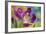 Purple Tulip I-Lee Peterson-Framed Photographic Print