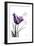 Purple Tulip, Love-Albert Koetsier-Framed Art Print