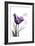 Purple Tulip, Love-Albert Koetsier-Framed Art Print