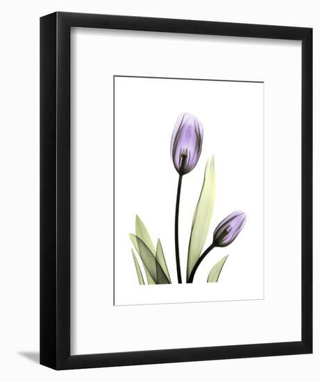 Purple Tulip Portrait 1-Albert Koetsier-Framed Premium Giclee Print