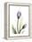 Purple Tulip Portrait 1-Albert Koetsier-Framed Stretched Canvas