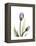 Purple Tulip Portrait 1-Albert Koetsier-Framed Stretched Canvas