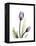 Purple Tulip Portrait 1-Albert Koetsier-Framed Stretched Canvas