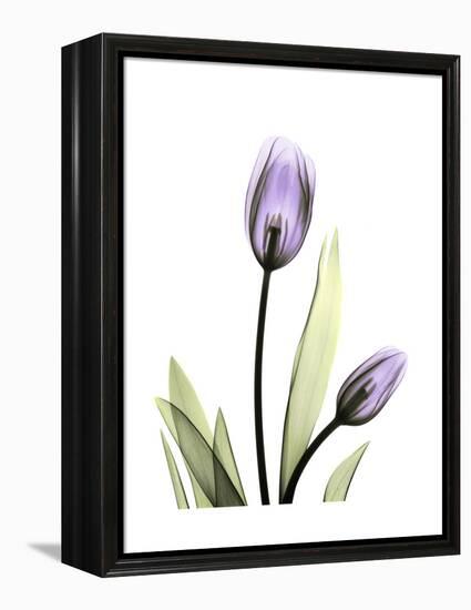 Purple Tulip Portrait 1-Albert Koetsier-Framed Stretched Canvas