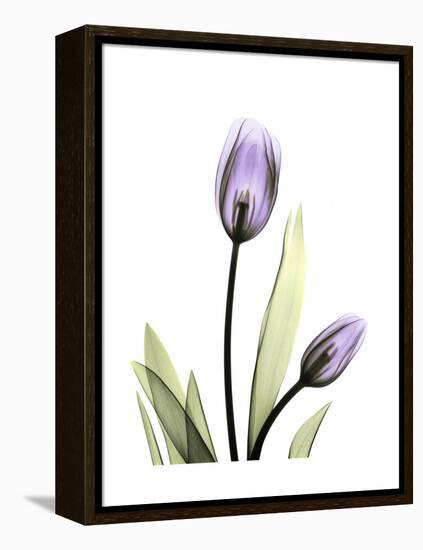 Purple Tulip Portrait 1-Albert Koetsier-Framed Stretched Canvas