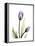 Purple Tulip Portrait 1-Albert Koetsier-Framed Stretched Canvas