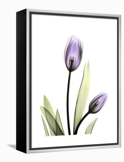 Purple Tulip Portrait 1-Albert Koetsier-Framed Stretched Canvas