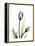 Purple Tulip Portrait 1-Albert Koetsier-Framed Stretched Canvas