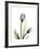 Purple Tulip Portrait 1-Albert Koetsier-Framed Premium Giclee Print