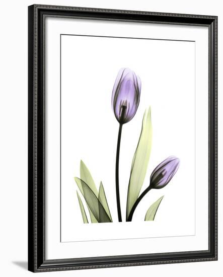 Purple Tulip Portrait 1-Albert Koetsier-Framed Premium Giclee Print