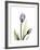 Purple Tulip Portrait 1-Albert Koetsier-Framed Premium Giclee Print