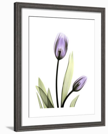 Purple Tulip Portrait 1-Albert Koetsier-Framed Premium Giclee Print