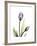 Purple Tulip Portrait 1-Albert Koetsier-Framed Premium Giclee Print