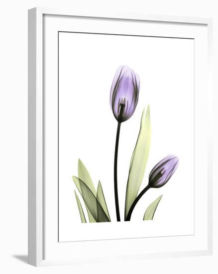 Purple Tulip Portrait 1-Albert Koetsier-Framed Premium Giclee Print