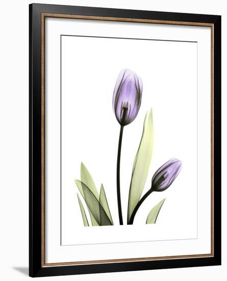 Purple Tulip Portrait 1-Albert Koetsier-Framed Premium Giclee Print