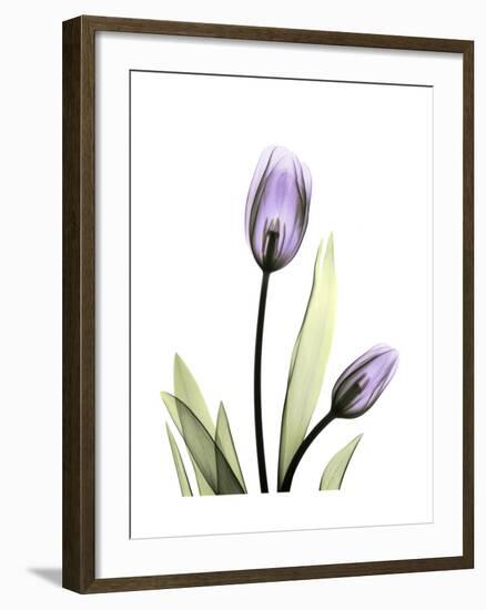 Purple Tulip Portrait 1-Albert Koetsier-Framed Premium Giclee Print