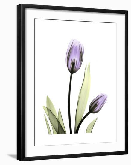 Purple Tulip Portrait 1-Albert Koetsier-Framed Premium Giclee Print