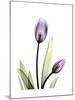 Purple Tulip Portrait 1-Albert Koetsier-Mounted Premium Giclee Print