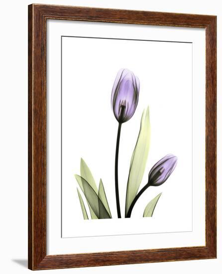 Purple Tulip Portrait 1-Albert Koetsier-Framed Premium Giclee Print