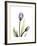 Purple Tulip Portrait 1-Albert Koetsier-Framed Premium Giclee Print