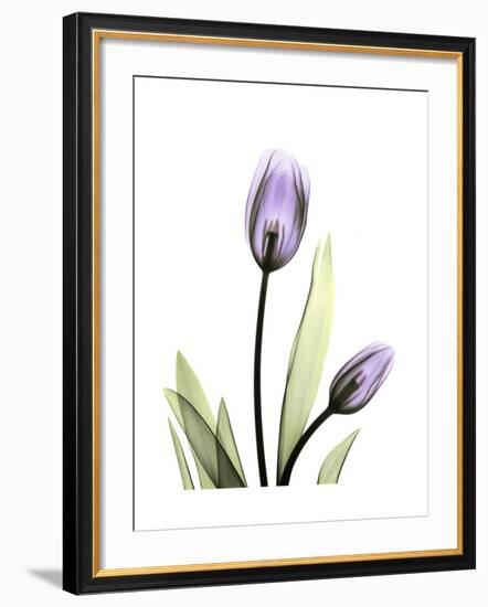 Purple Tulip Portrait 1-Albert Koetsier-Framed Premium Giclee Print