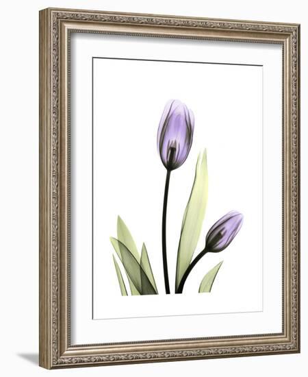 Purple Tulip Portrait 1-Albert Koetsier-Framed Premium Giclee Print