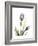 Purple Tulip Portrait 1-Albert Koetsier-Framed Premium Giclee Print