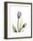 Purple Tulip Portrait 1-Albert Koetsier-Framed Premium Giclee Print