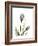 Purple Tulip Portrait 1-Albert Koetsier-Framed Premium Giclee Print