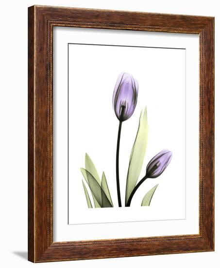 Purple Tulip Portrait 1-Albert Koetsier-Framed Premium Giclee Print