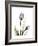 Purple Tulip Portrait 1-Albert Koetsier-Framed Premium Giclee Print