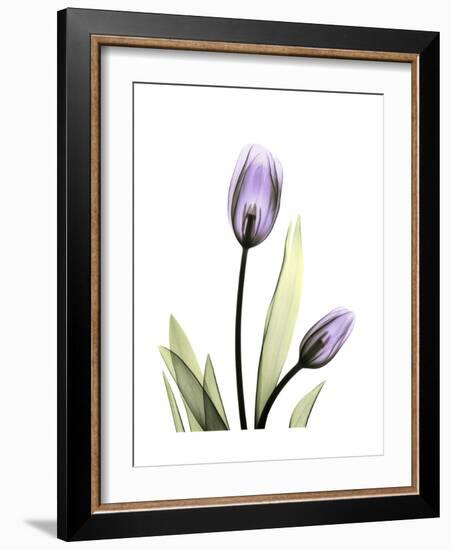 Purple Tulip Portrait 1-Albert Koetsier-Framed Premium Giclee Print